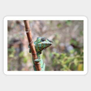 Female panther chameleon, Madagascar Sticker